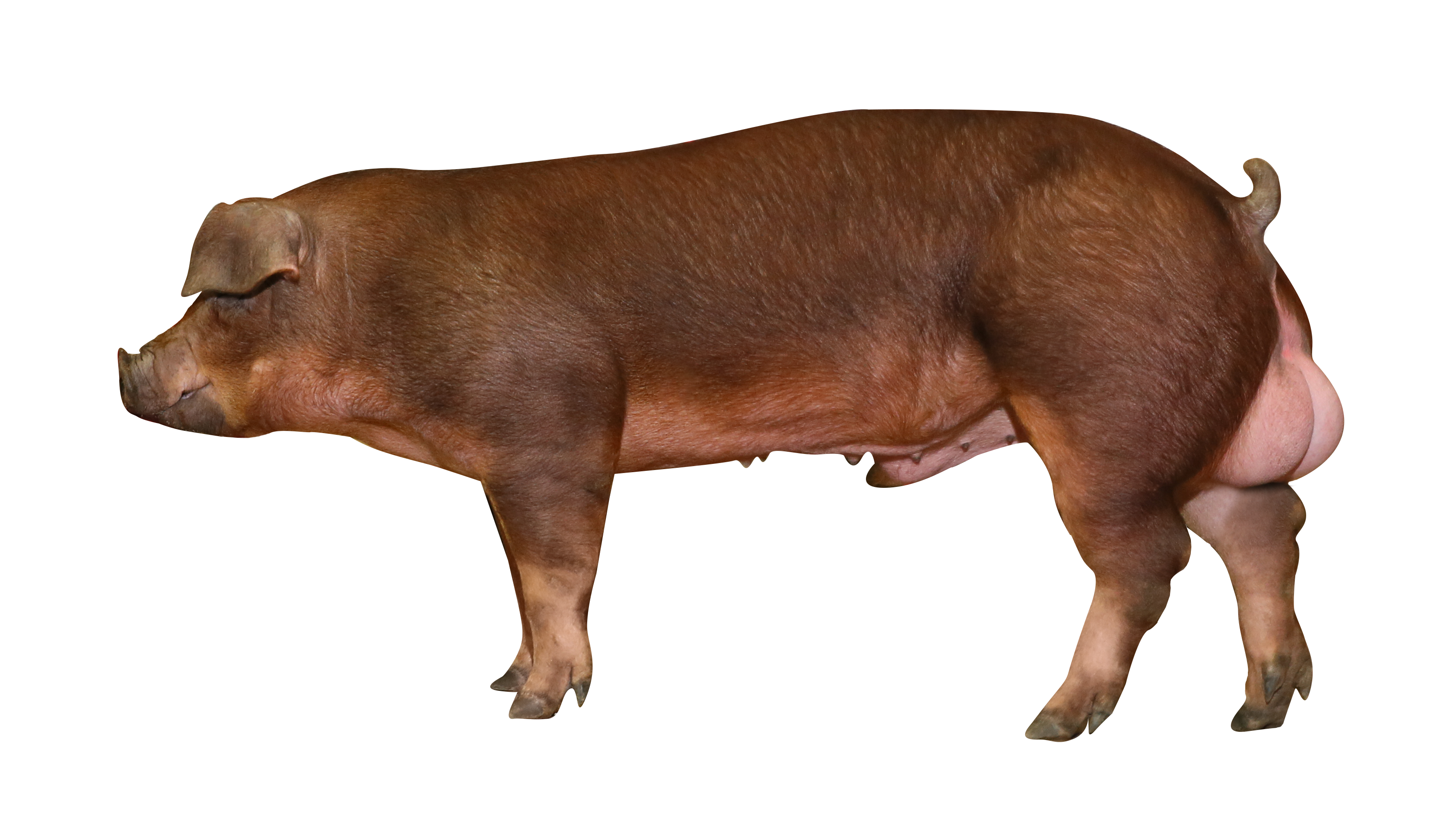 Pig Improvement Company Introduces PIC 800 - PIC Canada (ca-fr)